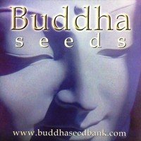 Buddha Seeds